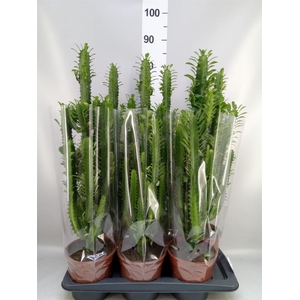 Euphorbia trigona