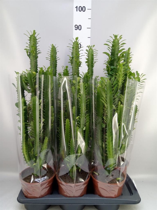 <h4>Euphorbia trigona</h4>