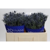 Eryngium Blue Dynamite