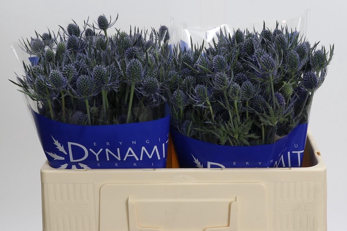 <h4>Eryngium Blue Dynamite</h4>