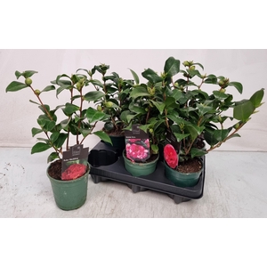 CAMELLIA JAPONICA