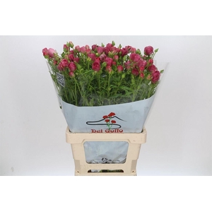 Ranunculus Butterfly Lycia