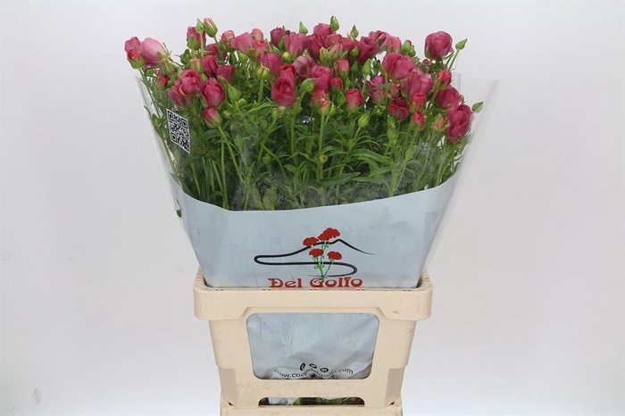 <h4>Ranunculus Butterfly Lycia</h4>