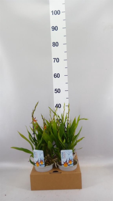 <h4>Orchideeen   ...</h4>