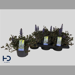 AJUGA REPT