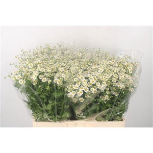 Tanacetum Single Vegmo