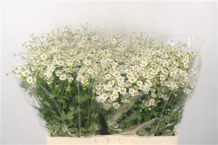 <h4>Tanacetum Single Vegmo</h4>
