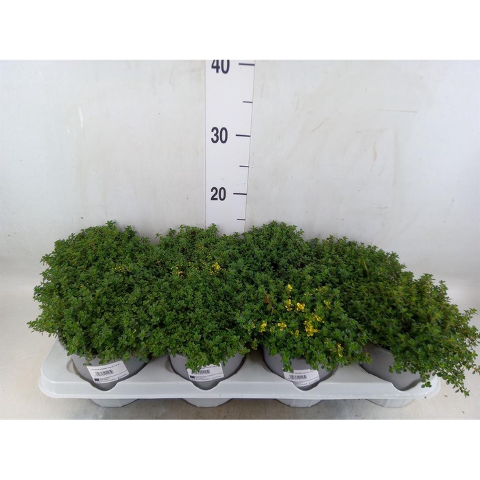 <h4>Thymus citriodorus</h4>