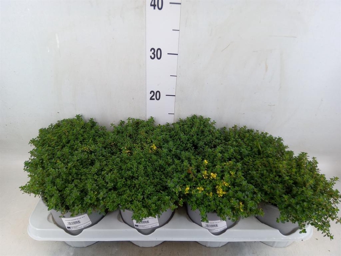 <h4>Thymus citriodorus</h4>