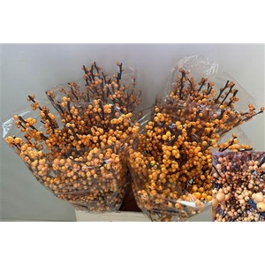 Ilex Ve Gold Verboom