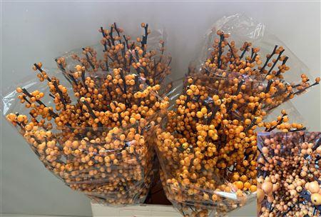 <h4>Ilex Ve Gold Verboom</h4>
