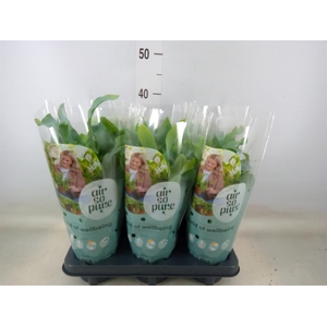 Phlebodium aureum 'Blue Star'