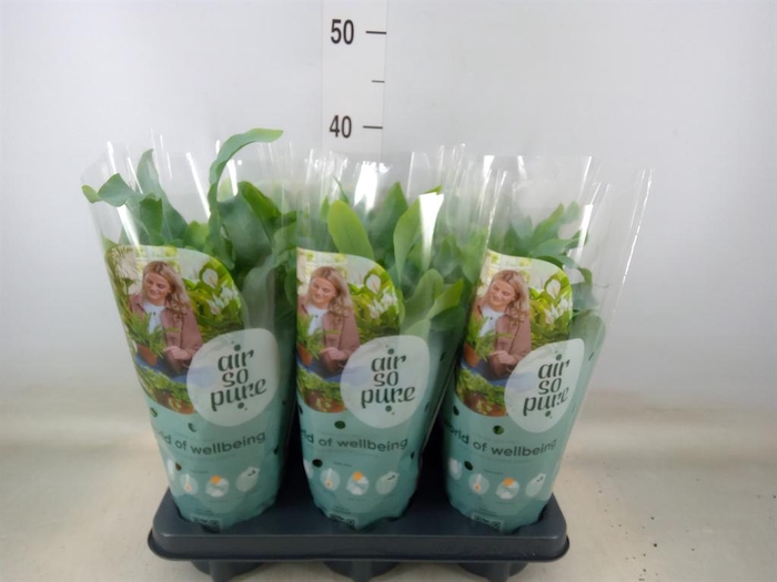 <h4>Phlebodium aureum 'Blue Star'</h4>