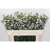 Aster White Gypsy