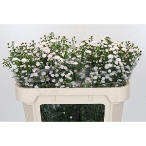 Aster White Gypsy