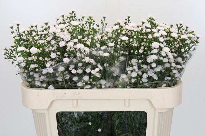 <h4>Aster White Gypsy</h4>