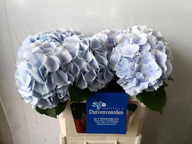 <h4>HYDR M CH VERENA BL</h4>
