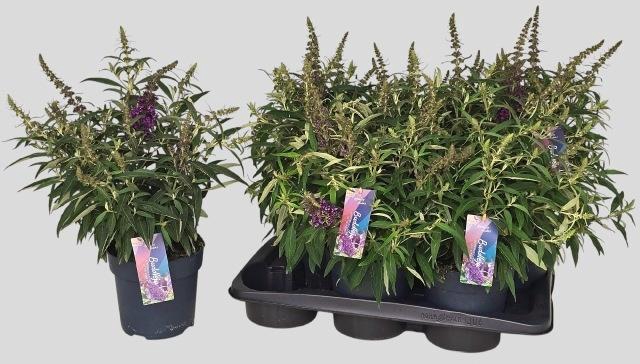 <h4>BUDD BFC LITT PURPLE</h4>