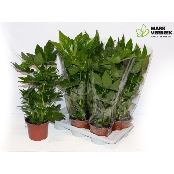 <h4>Fatsia japonica overig</h4>