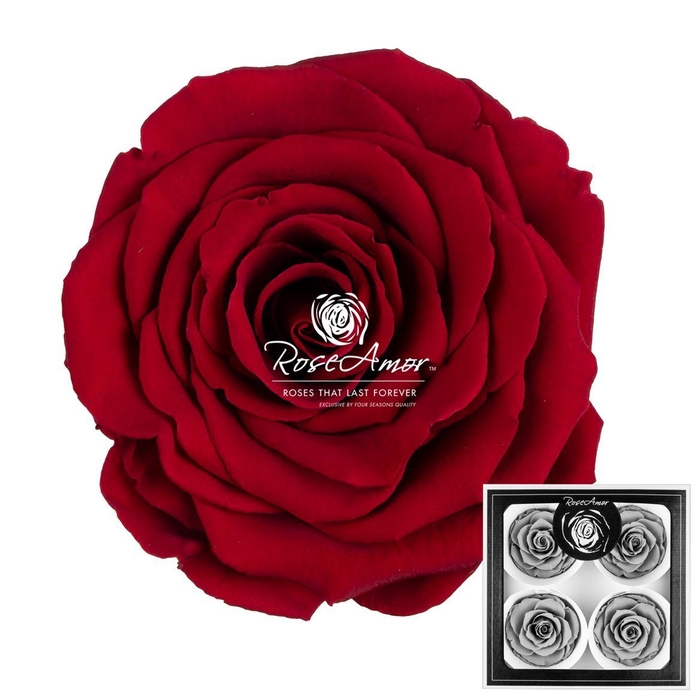 <h4>Bellisima Red01</h4>