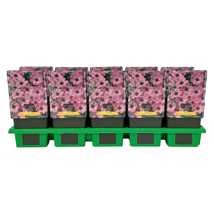 <h4>Geranium cinereum Ballerina</h4>