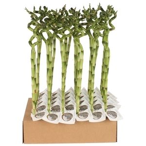 Lucky Bamboo Stem Spiral 60cm in Tube & Karton Tray