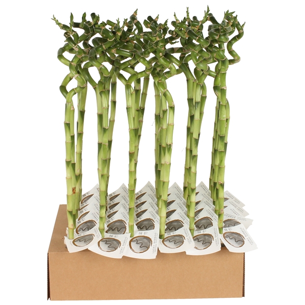 <h4>Lucky Bamboo Stem Spiral 60cm in Tube & Karton Tray</h4>