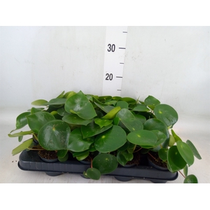 Peperomia polybotrya 'Raindrop'