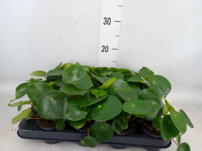 <h4>Peperomia polybotrya 'Raindrop'</h4>