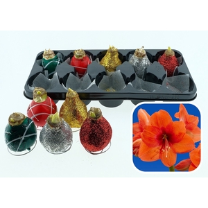 BLOEMBOL HIPPEASTRUM