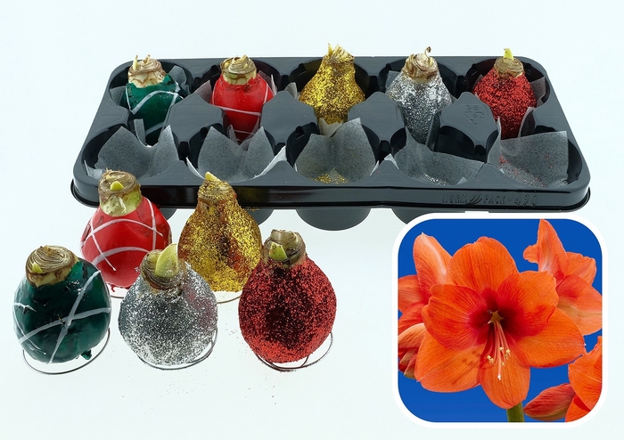 <h4>BLOEMBOL HIPPEASTRUM</h4>