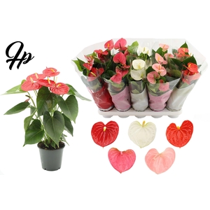 Anthurium 12 cm 5 color mix in Couture sleeve