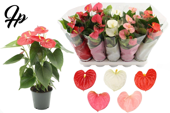 <h4>Anthurium 12 cm 5 color mix in Couture sleeve</h4>