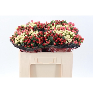 Hyp Rainb Rom Mix 50cm