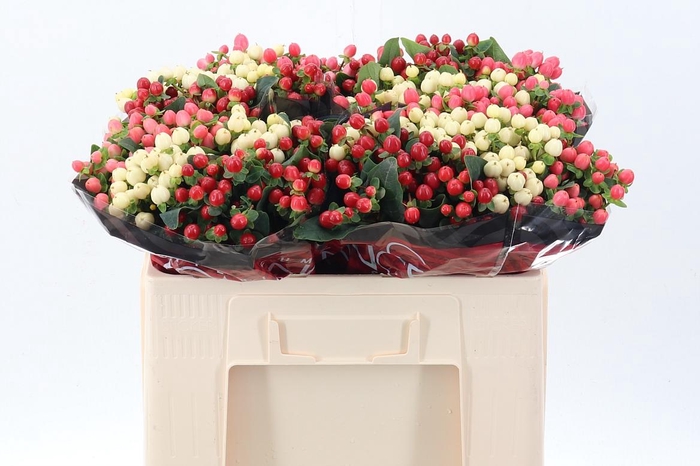 <h4>Hyp Rainb Rom Mix 50cm</h4>