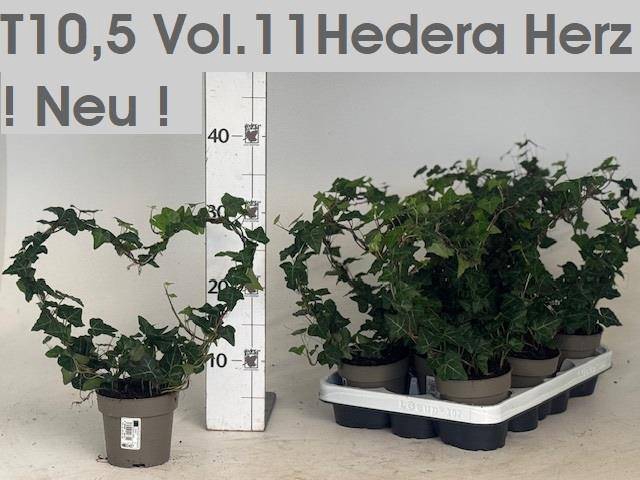 <h4>HED HE OV GROEN</h4>