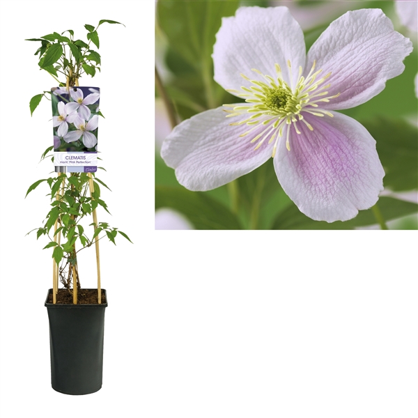 <h4>Clematis montana 'Pink Perfection' +light label</h4>
