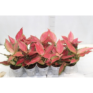 AGLAONEMA CHERRY BABY P12