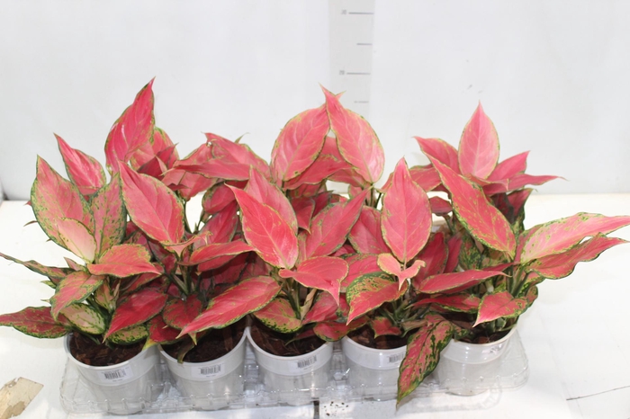 <h4>AGLAONEMA CHERRY BABY P12</h4>