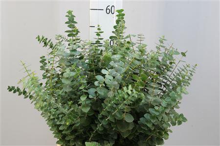 <h4>EUCA BABY BLUE KORT</h4>