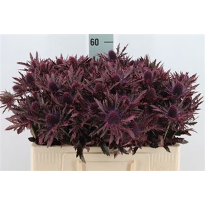 Eryngium Klb Dark Cerise X40