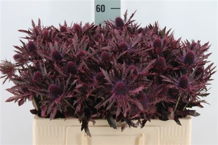 <h4>Eryngium Klb Dark Cerise X40</h4>