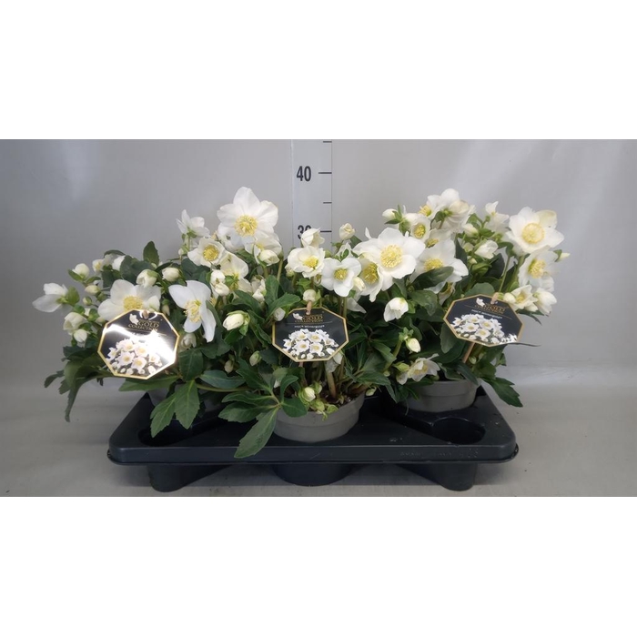 <h4>Helleborus niger 'Wintergold'</h4>