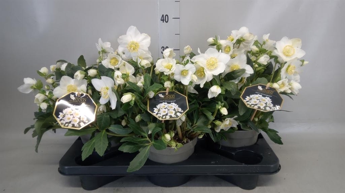 <h4>Helleborus niger 'Wintergold'</h4>