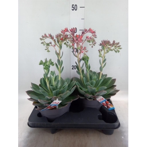 Echeveria  'Blue Prince'