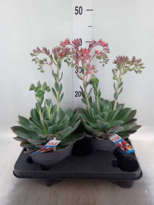 <h4>Echeveria 'Blue Prince'</h4>