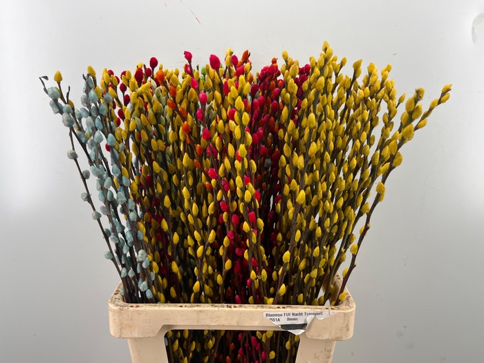 <h4>SALIX OV KLB H%</h4>