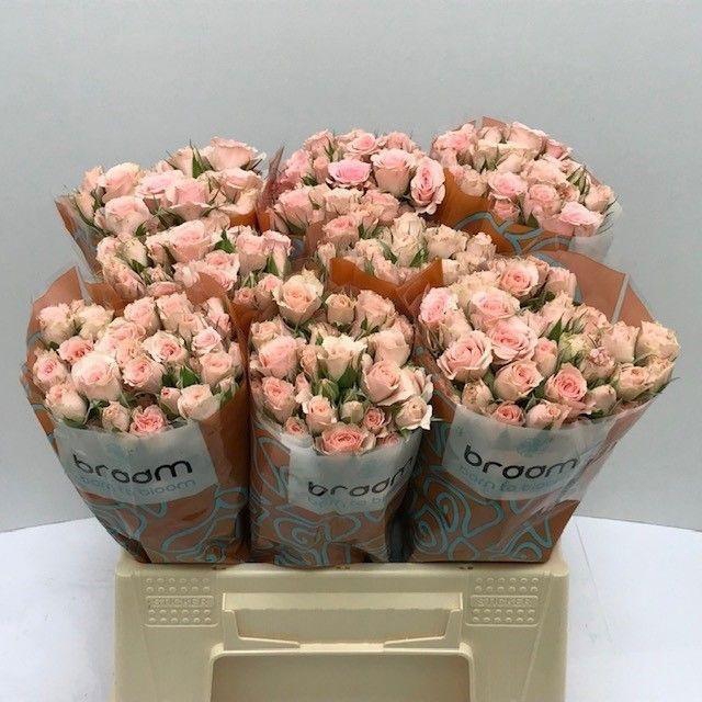 <h4>Rosa TR 'Lydia' BRAAM</h4>