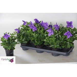 PLATYCO GR ASTRA BLU
