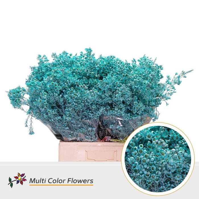 Chamelaucium Colored Wax Blue Light